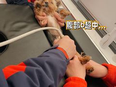 -伟伟宠物医院·CT影像中心·瑞派犬猫综合性门诊(汉口总院)