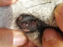 -美联众合宠物医院·爱萌分院·内外科·猫科中心
