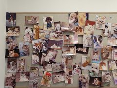 -宠物星动物医院·眼科·异宠·猫科(江南大道总院)