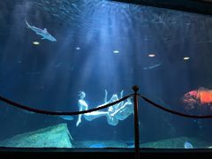 -海合安成都极地海洋公园