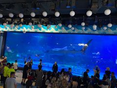 -烟台海昌鲸鲨海洋公园