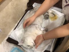 -宠爱国际动物医院· 猫科· 外科·中兽医(长白店)