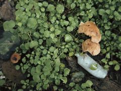 -汉长安城未央宫国家考古遗址公园