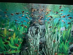 -上海海洋水族馆