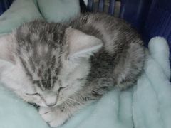 -北京观赏动物医院·24小时大型综合·猫专科·异宠专科