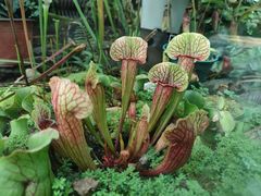 -国家植物园南园