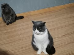 -松果猫咖(桐乡吾悦金街店)