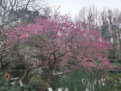 -杭州植物园