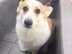 -贝贝宠物乐园(常青花园店)