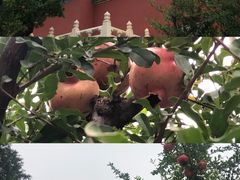 -故宫博物院(故宫)