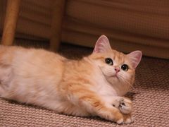 -猫大福·Fortune Cat猫舍(百子湾店)