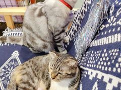 -平行世界·猫咖(首经贸店)