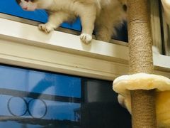 -纳吉亚猫专科动物医院博雅分院