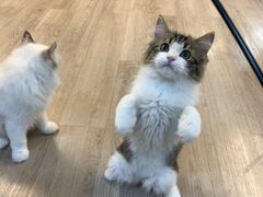 -柴迷FANS CLUB·柴犬狗咖·猫咖