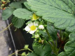 -建德果蔬乐园绪塘草莓基地