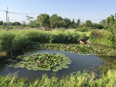 -梁鸿国家湿地公园