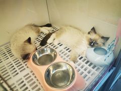-lincat·猫舍(广州店)