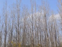 -白鹭湾湿地公园