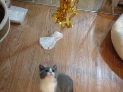 -李小姐の猫咖啡馆(五角场店)