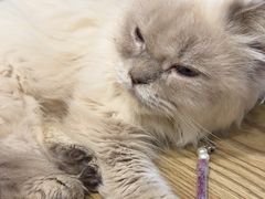 -楼上猫咖(罗湖店)