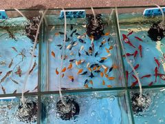 -清平路水族市场