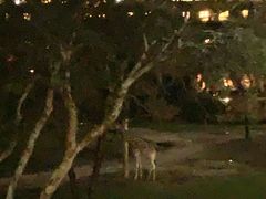 -奥兰多迪士尼动物王国乐园