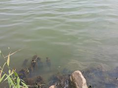 -漕湖湿地公园