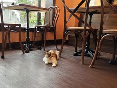-猫岛主趣味餐厅(鼓浪屿店)