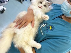 -动物缘宠物医院·骨科·猫科(西二环店)