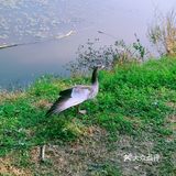 秋天去哪看红叶银杏，来奥森公园吧