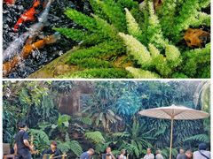 院子-Fern Forest Cafe