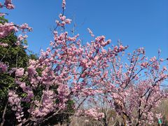 -顾村公园