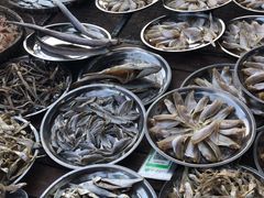 -大湾区中央湿地公园-十九涌