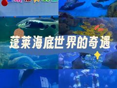 -蓬莱欧乐堡海洋极地世界