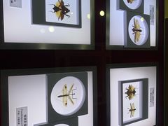 -上海昆虫博物馆