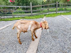 -前小桔亲子创意农场·草莓采摘·露营烧烤