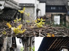 -乌镇景区