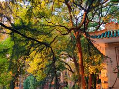 -武汉大学-樱园