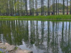 -上海共青森林公园