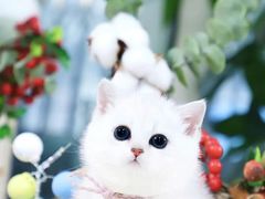 -70cat德文卷毛猫·缅因猫纯种猫舍