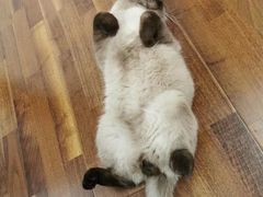 -东方名猫馆·英短金渐层布偶猫舍(环线广场1号楼店)