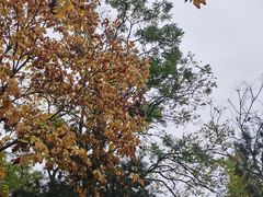 -秋霞圃