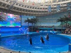-海合安成都极地海洋公园