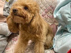 -福懋动物医院·犬猫全科·外科·重症科(杏林分院)