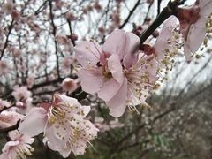 -樱桃山旅游景区