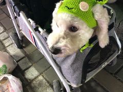 -中环花鸟鱼虫市场