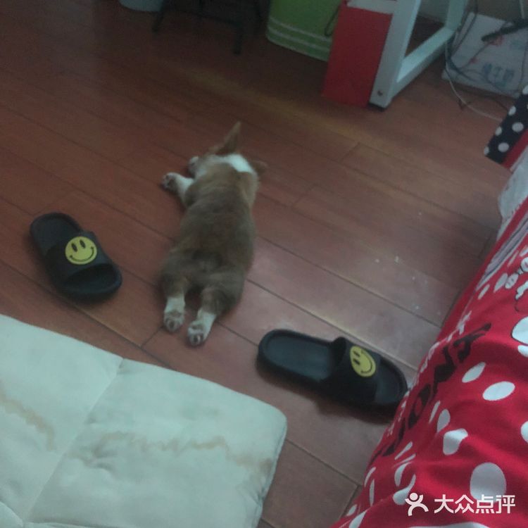 一家很好的宠物医院和一群很好的宠物医生