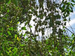 -华侨城湿地公园