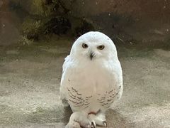 -海合安武汉极地海洋公园