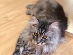 -猫和宫(六道口店)